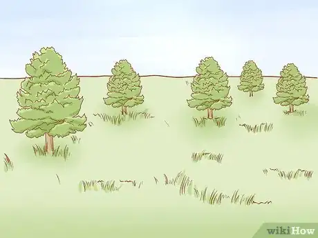 Image titled Identify Cedar Trees Step 13