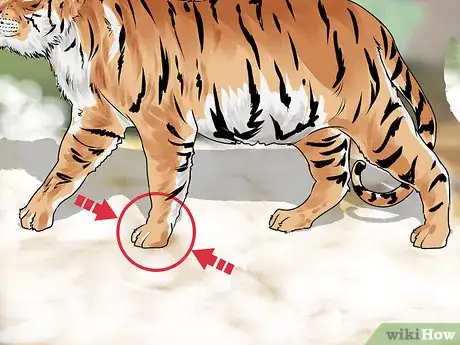 Image titled Identify a Siberian Tiger Step 6