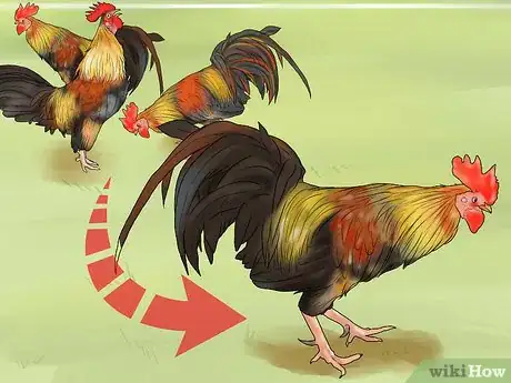 Image titled Stop a Rooster from Crowing Step 3