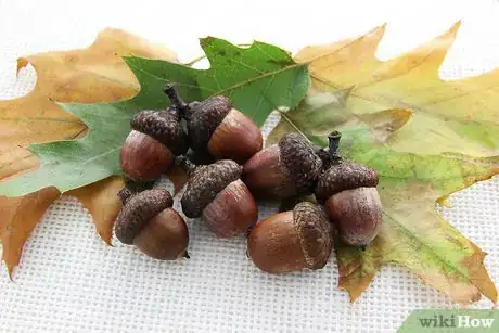 Image titled Dry Acorns for Crafts Step 1