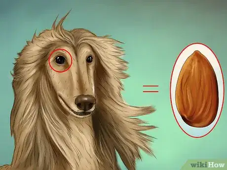 Image titled Identify an Afghan Hound Step 5