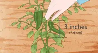 Grow Jalapeno Peppers