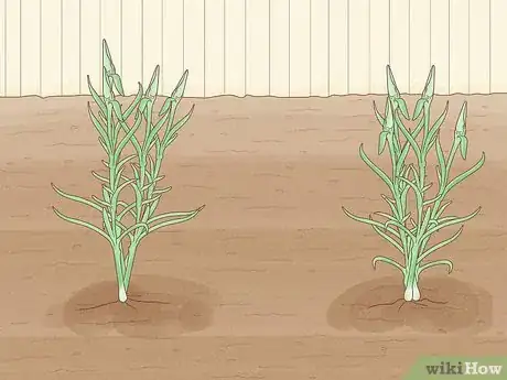 Image titled Plant Carnations Step 11