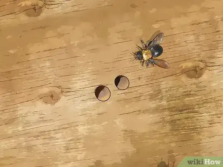 Image titled Identify Carpenter Bees Step 12