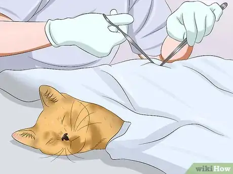 Image titled Stop a Male Cat from Spraying Step 10