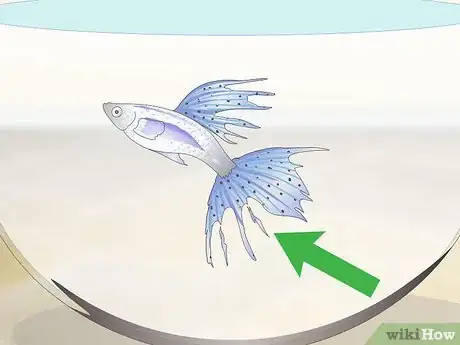 Image titled Keep Guppies Healthy Step 14