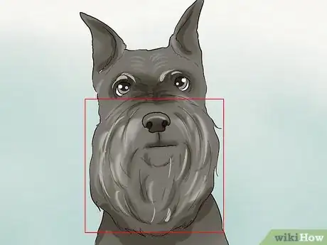 Image titled Identify a Miniature Schnauzer Step 11