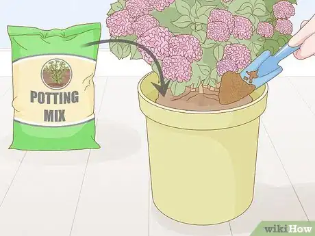 Image titled Grow Hydrangeas in a Pot Step 7