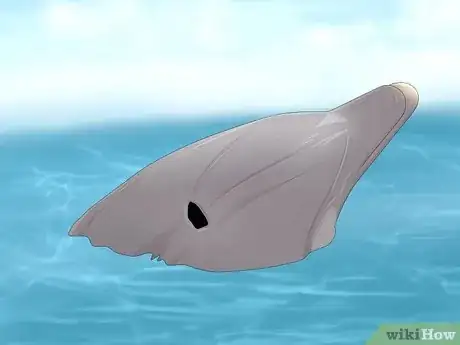 Image titled How Do Dolphins Sleep Step 2