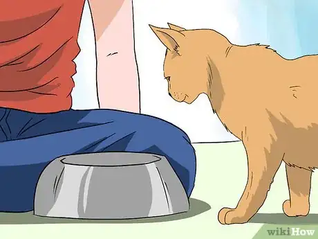 Image titled Deal with Hair Loss in Cats Step 9