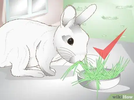 Image titled Care for a Rabbit with GI Stasis Step 12