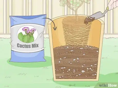 Image titled Repot a Succulent Step 10