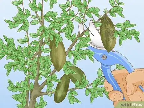 Image titled Grow Finger Limes Step 9