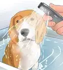 Take Care of a Beagle Puppy