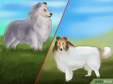 Image titled Identify a Collie Step 5