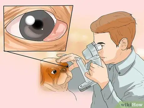 Image titled Treat Eye Problems in Pugs Step 10