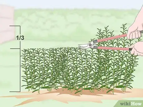 Image titled Prune Rosemary Step 8