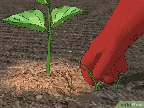 Image titled Grow Peppers Step 14