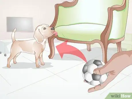 Image titled Stop a Dog from Licking Everything Step 1