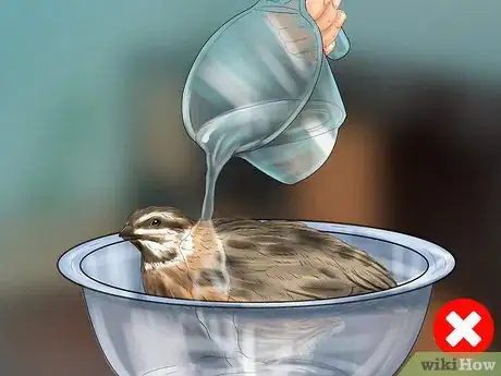 Image titled Bathe a Pet Quail Step 11