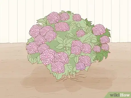 Image titled Grow Hydrangeas in a Pot Step 1