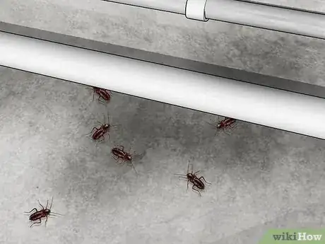 Image titled Identify a Cockroach Step 19