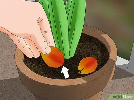 Image titled Grow Tulips in Pots Step 13