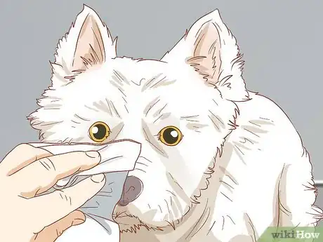 Image titled Remove a Tear Duct Stain from White Dogs Step 6