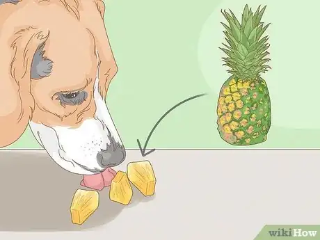 Image titled Stop a Dog from Eating Poop with Pineapple Step 3