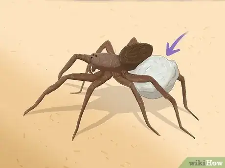 Image titled Identify a Wolf Spider Step 9