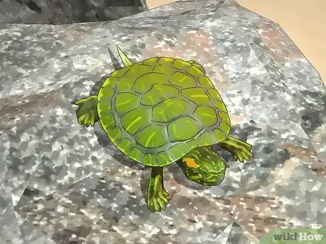 Image titled Look After a Turtle Step 1