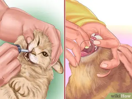 Image titled Kill Fleas and Ticks on Cats Step 5