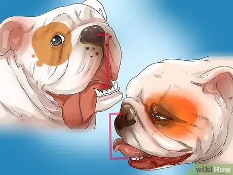 Image titled Treat Respiratory Problems in Bulldogs Step 10