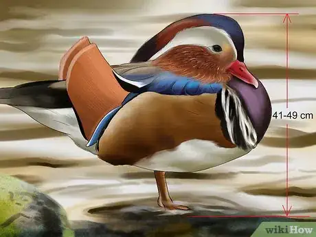 Image titled Identify a Mandarin Duck Step 4