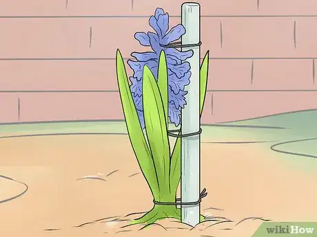 Image titled Prevent Hyacinth Flowers from Flopping Step 7