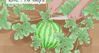 Grow Watermelons