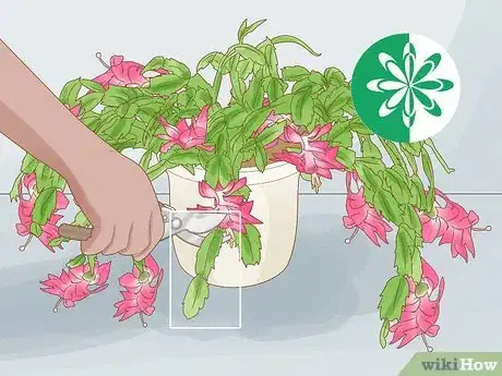 Image titled Propagate Christmas Cactus Step 1