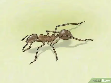 Image titled Identify Ants Step 13