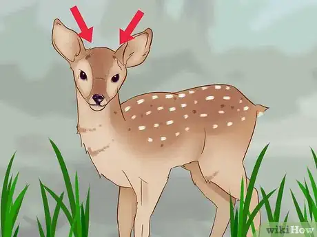 Image titled Tell a Fawn's Age Step 4