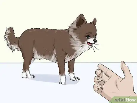 Image titled Identify a Chihuahua Step 11