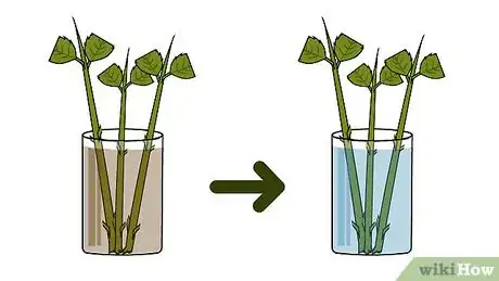 Image titled Grow Hydrangea from Cuttings Step 24