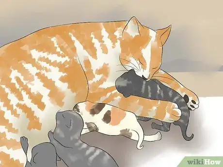 Image titled Breed Cats Step 17