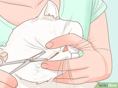 Image titled Protect Your Cat's Eyes Step 5