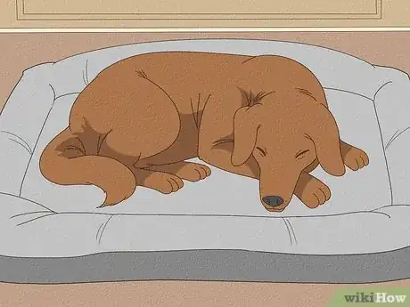 Image titled Stop a Dog from Pawing Step 11