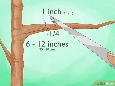 Image titled Prune Arborvitae Step 11