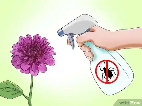 Image titled Care for Dahlias Step 15