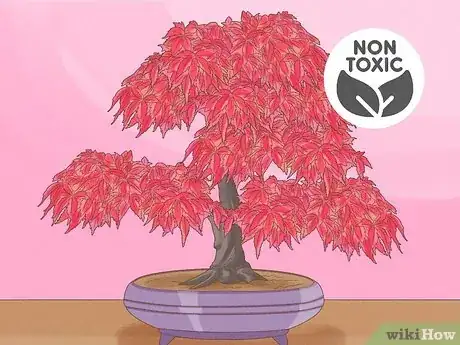 Image titled Are Bonsai Trees Poisonous to Cats Step 11