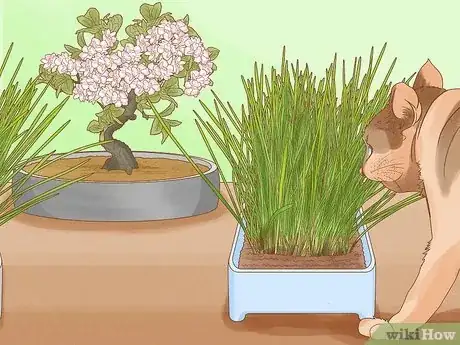 Image titled Are Bonsai Trees Poisonous to Cats Step 20