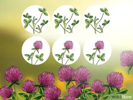 Image titled Harvest Red Clover Step 2