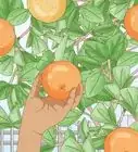 Grow Citrus Fruits